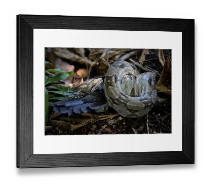 Framed Print : Boa (boa constrictor) coiled with prey Framed Print : Boa (boa constrictor) coiled with prey