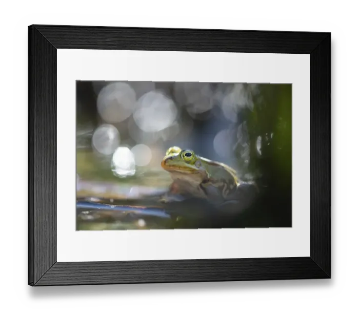Framed Print : Pool frog (Pelophylax lessonae) Framed Print : Pool frog (Pelophylax lessonae)