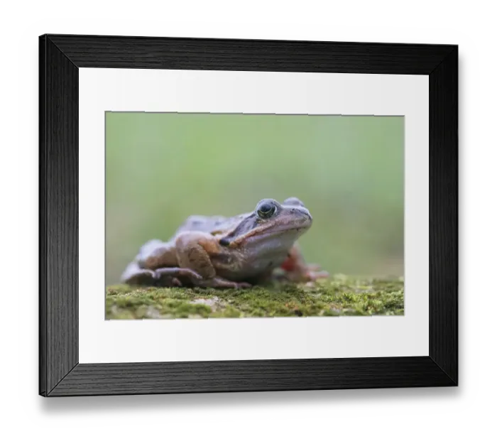Framed Print : Common frog (Rana temporaria), resting on dead wood