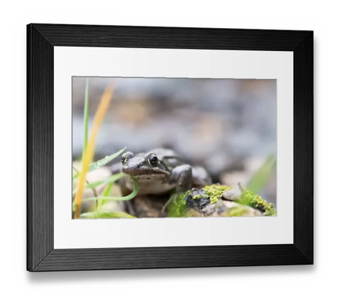 Framed Print : Agile frog (Rana dalmatina), sitting in the grass Framed Print : Agile frog (Rana dalmatina), sitting in the grass