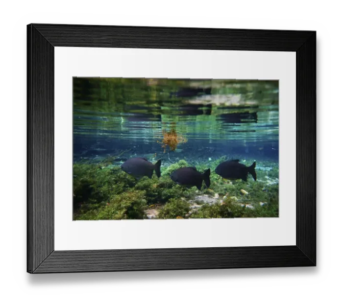 Framed Print : Pacu (Piaractus Mesopotamicus) in the clear water of the river
