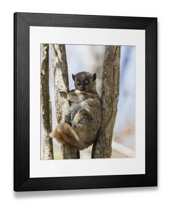Framed Print : Red-tailed Sportive Lemur (Lepilemur ruficaudatus) Framed Print : Red-tailed Sportive Lemur (Lepilemur ruficaudatus)