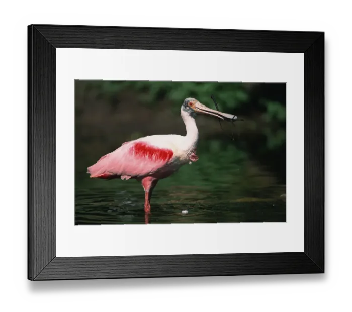 Framed Print : Roseate spoonbill (Ajaja ajaja) with roseate spoonbill Framed Print : Roseate spoonbill (Ajaja ajaja) with roseate spoonbill