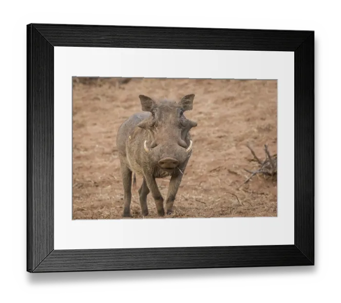 Framed Print : Common warthog (Phacochoerus africanus) Framed Print : Common warthog (Phacochoerus africanus)