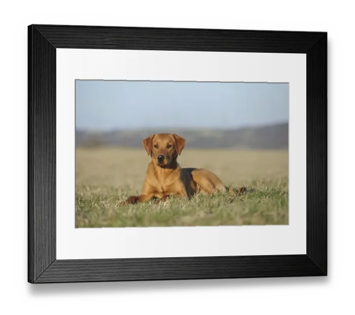 Framed Print : Labrador retriever, yellow, dog sitting in a meadow Framed Print : Labrador retriever, yellow, dog sitting in a meadow