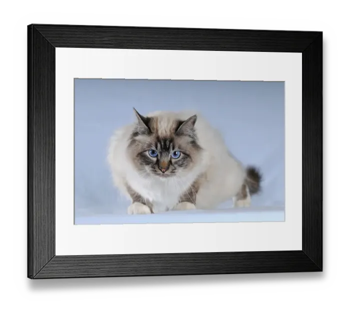 Framed Print : Cat breed Birman, Birman cat, cowering