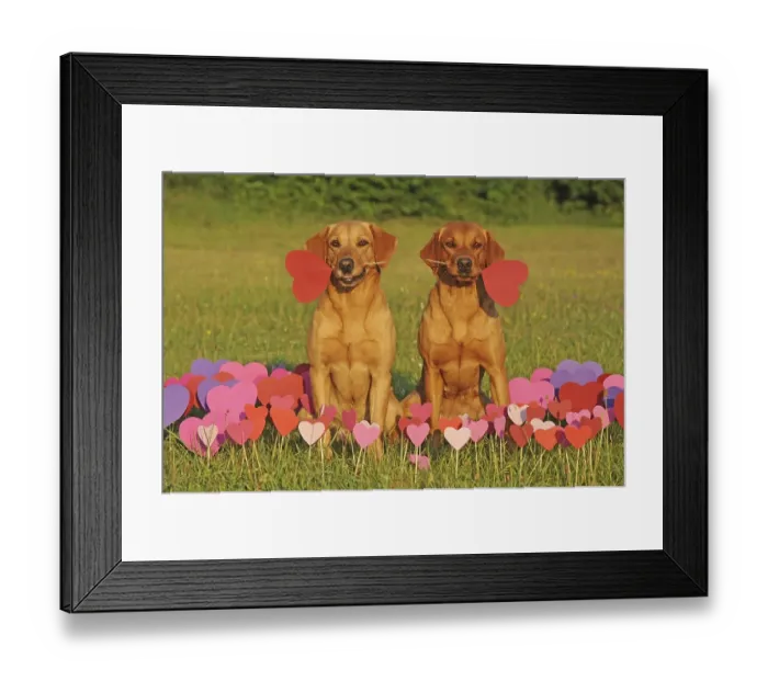 Framed Print : Labrador Retriever, bitches, yellow Framed Print : Labrador Retriever, bitches, yellow