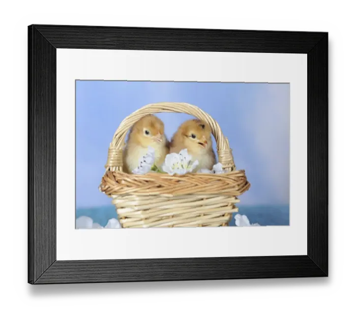 Framed Print : Chicken, chick, 2 days old Framed Print : Chicken, chick, 2 days old