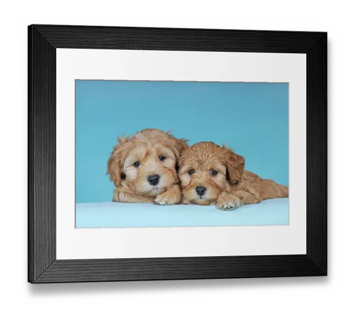 Framed Print : Havanese, two puppies, brown-white, 9 weeks Framed Print : Havanese, two puppies, brown-white, 9 weeks
