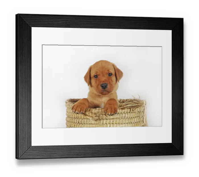 Framed Print : Labrador Retriever, yellow, puppy 6 weeks