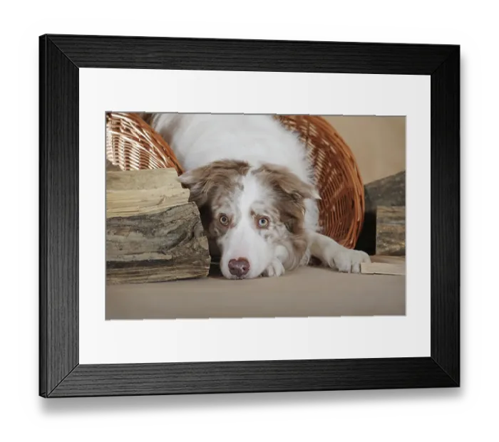 Framed Print : Border collie, male, lilac-merle Framed Print : Border collie, male, lilac-merle