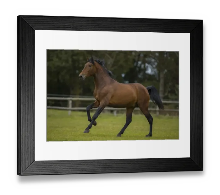 Framed Print : Brown P.R.E. stallion at a gallop over the paddock Framed Print : Brown P.R.E. stallion at a gallop over the paddock