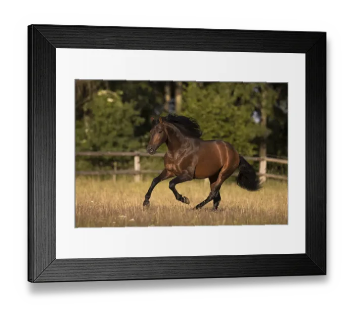 Framed Print : Brown Pura Raza Espanola stallion with blowing mane galloping on the summer pasture Framed Print : Brown Pura Raza Espanola stallion with blowing mane galloping on the summer pasture