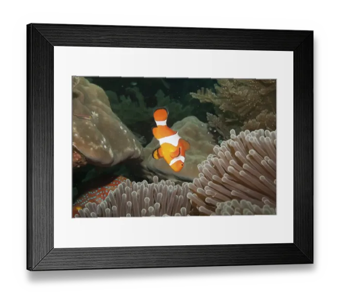 Framed Print : Ocellaris clownfish (Amphiprion ocellaris) in Sea Anemone (Heteractis spec)