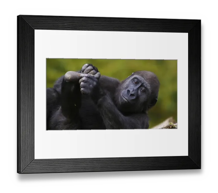 Framed Print : Eastern Lowland Gorilla (gorilla gorilla) graueri
