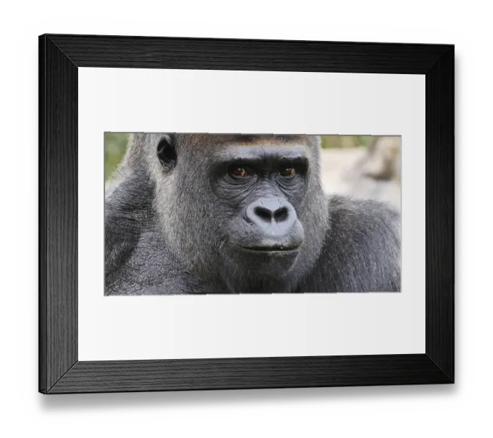 Framed Print : Eastern Lowland Gorilla (gorilla gorilla) graueri