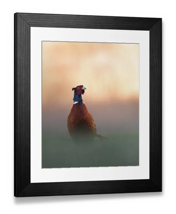 Framed Print : Pheasant (Phasianus colchicus) Framed Print : Pheasant (Phasianus colchicus)