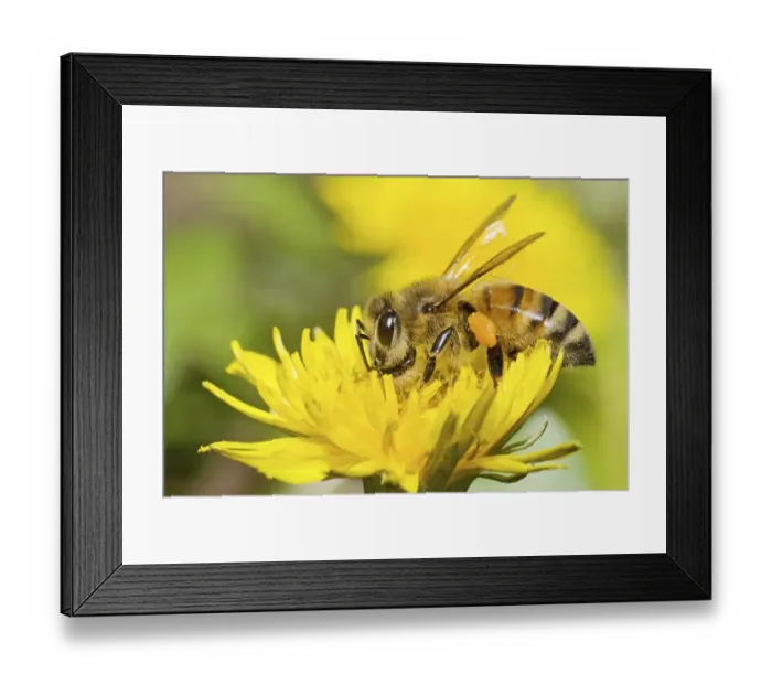 Framed Print : Honey Bee (Apis sp.) on Dandelion (Taraxacum sp.) Framed Print : Honey Bee (Apis sp.) on Dandelion (Taraxacum sp.)
