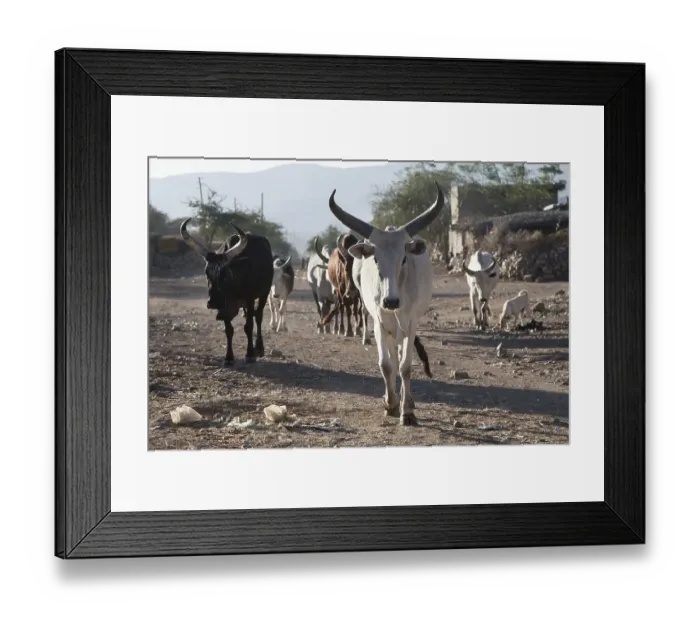 Framed Print : Cows on a street, near Mekele, Tigray region