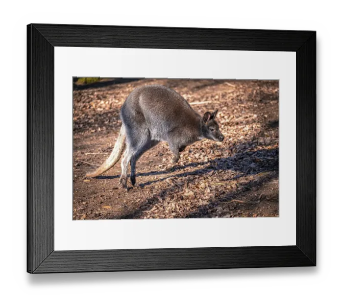 Framed Print : Wallaby kangaroo (Macropodidae) in its natural environment Framed Print : Wallaby kangaroo (Macropodidae) in its natural environment