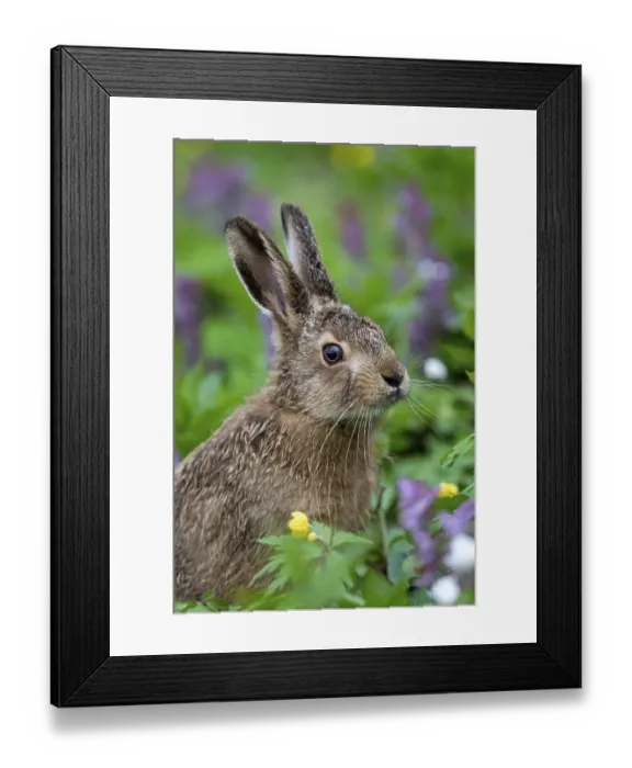 Framed Print : Young brown hare (Lepus europaeus) with hollow larkspur Framed Print : Young brown hare (Lepus europaeus) with hollow larkspur