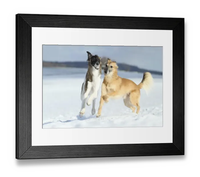 Framed Print : Silken Windsprite, whippets, dogs playing in the snow