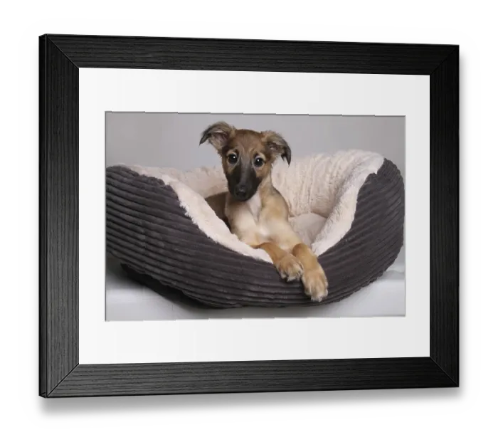 Framed Print : Silken Windsprite, puppy, 11 weeks Framed Print : Silken Windsprite, puppy, 11 weeks