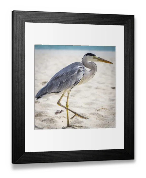 Framed Print : Grey Heron (Area cinerea) walking on the beach Framed Print : Grey Heron (Area cinerea) walking on the beach