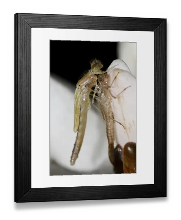 Framed Print : Azure Damselfly, Coenagrion sp
