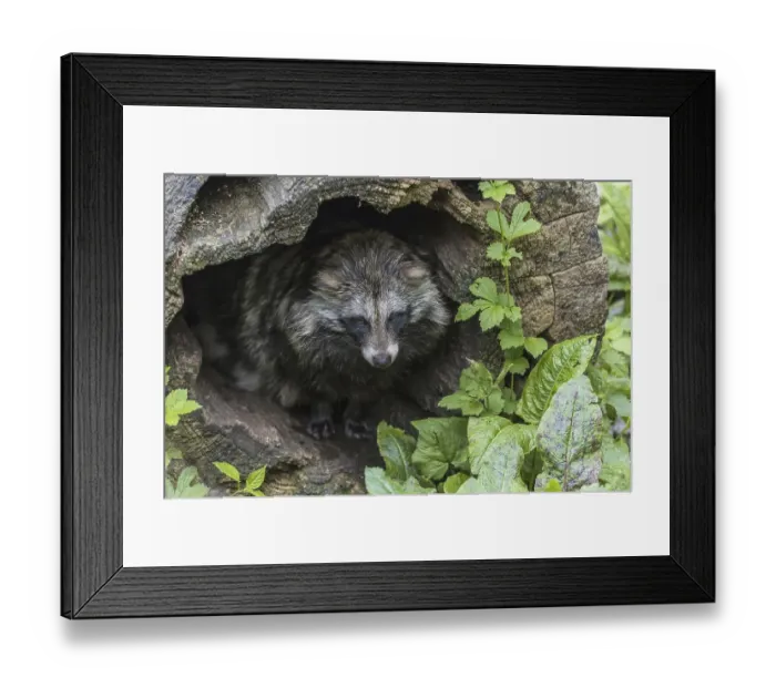 Framed Print : Raccoon dog, tanuki or mangut (Nyctereutes procyonoides)