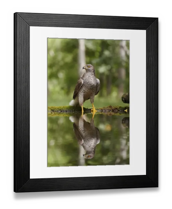 Framed Print : Northern goshawk (Accipiter gentilis)