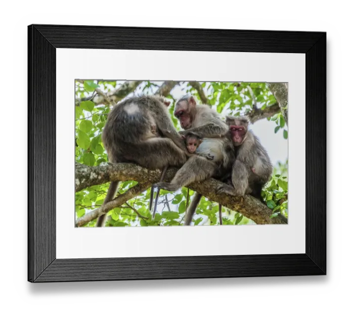 Framed Print : Rhesus macaques (Macaca mulatta) sitting on branch