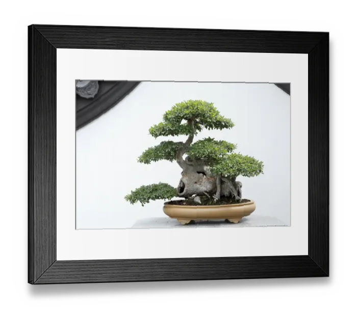 Framed Print : Nature, bonsai plant, Botanical Garden Framed Print : Nature, bonsai plant, Botanical Garden
