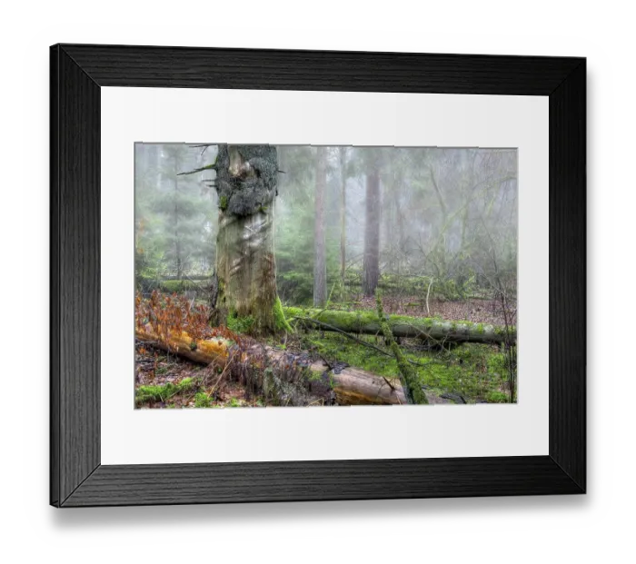 Framed Print : Fallen trees, forest dieback, Riedschachen