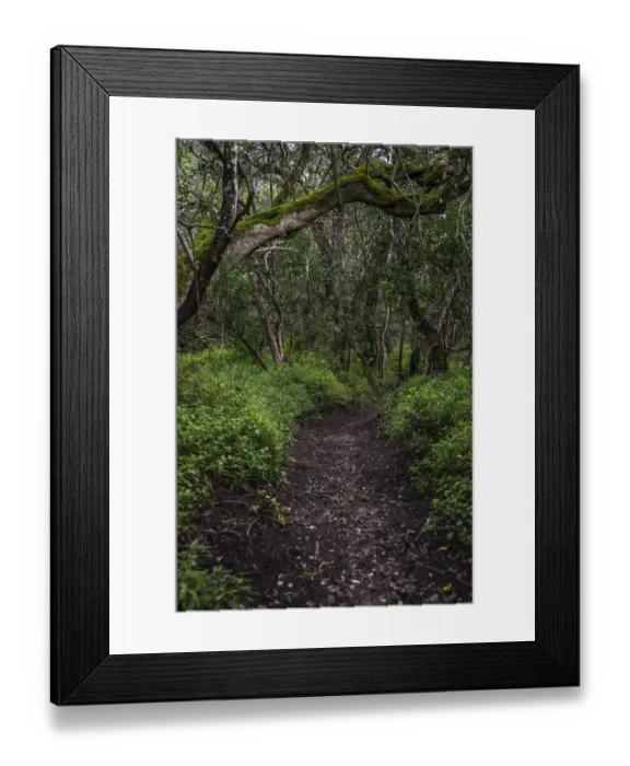 Framed Print : Path in Milkwood Forest, Grootbos Framed Print : Path in Milkwood Forest, Grootbos