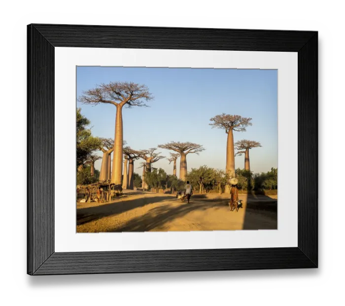 Framed Print : Grandidier's Baobabs (Adansonia grandidieri)