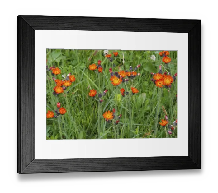 Framed Print : Meadow with wild flowers, Erigeron aurantiacus Framed Print : Meadow with wild flowers, Erigeron aurantiacus