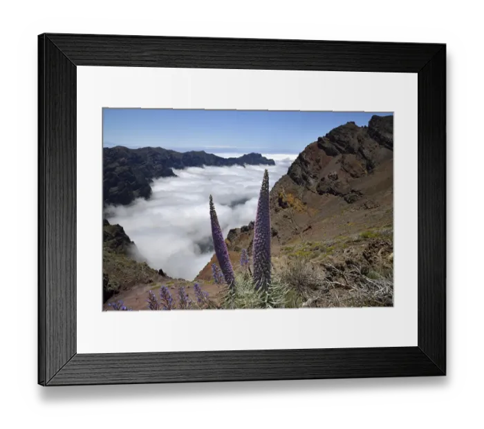 Framed Print : Echium wildpretii (Echium wildpretii) in front of the Caldera de Taburiente Framed Print : Echium wildpretii (Echium wildpretii) in front of the Caldera de Taburiente