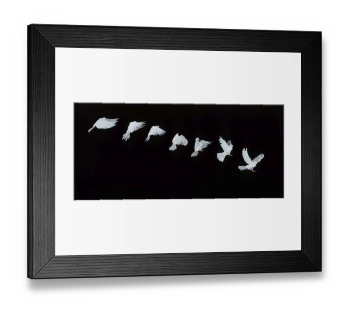 Framed Print : White dove, in flight, movement sequence Framed Print : White dove, in flight, movement sequence