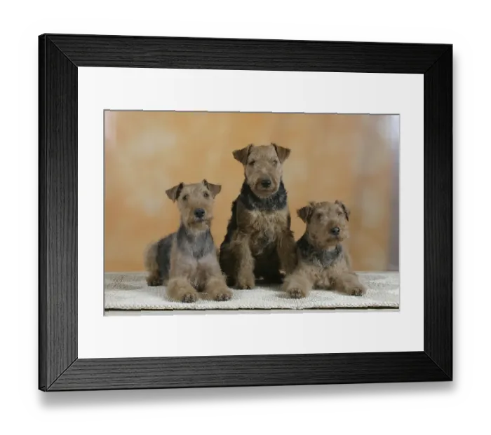 Framed Print : Welsh-Terrier