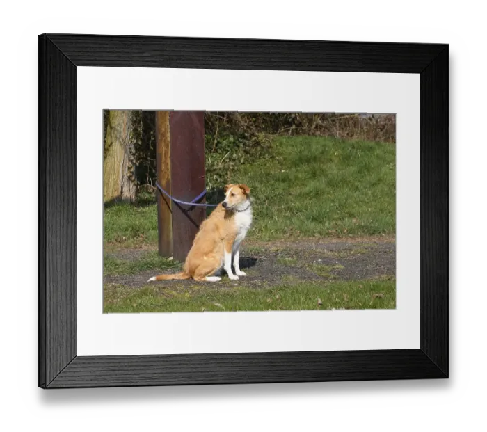 Framed Print : Mixed breed dog, abandoned, tied to rusty iron beam Framed Print : Mixed breed dog, abandoned, tied to rusty iron beam