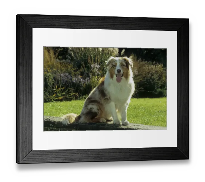 Framed Print : Australian Shepherd, FCI Standard No