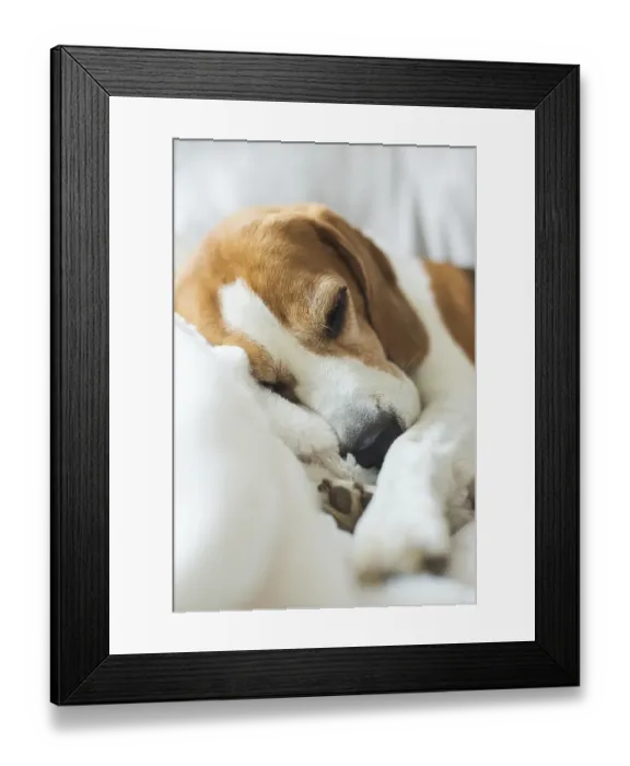 Framed Print : Adoult Male hound Beagle dog sleeping at home on the sofa Framed Print : Adoult Male hound Beagle dog sleeping at home on the sofa