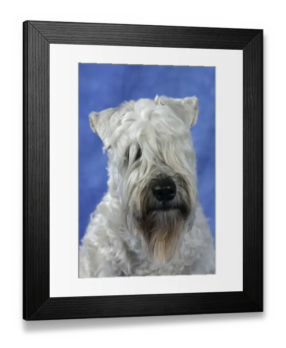 Framed Print : Irish Soft Coated Wheaten Terrier
