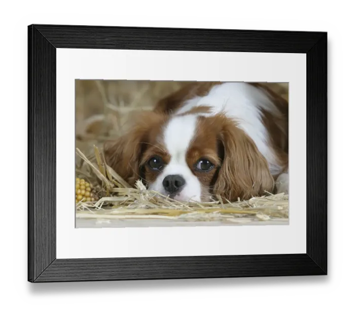 Framed Print : Cavalier-King-Charles-Spaniel, Blenheim Framed Print : Cavalier-King-Charles-Spaniel, Blenheim
