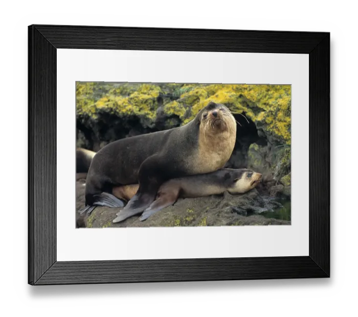 Framed Print : Subantarctic fur seal (Arctocephalus tropicalis) Framed Print : Subantarctic fur seal (Arctocephalus tropicalis)