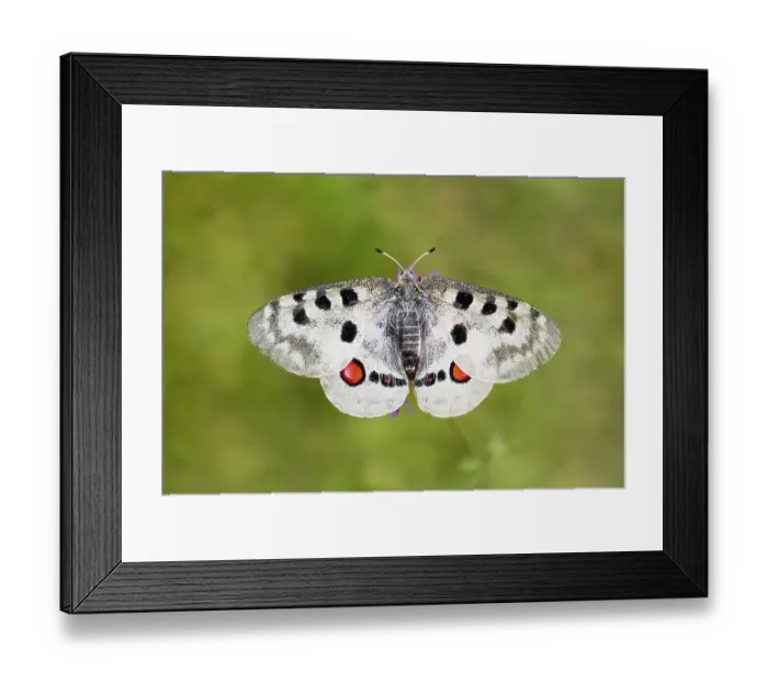 Framed Print : Red Apollo butterfly female, Eichstaett