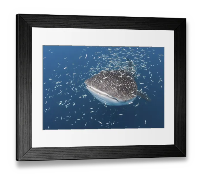 Framed Print : Whale Shark (Rhincodon typus), Cenderawasih Bay