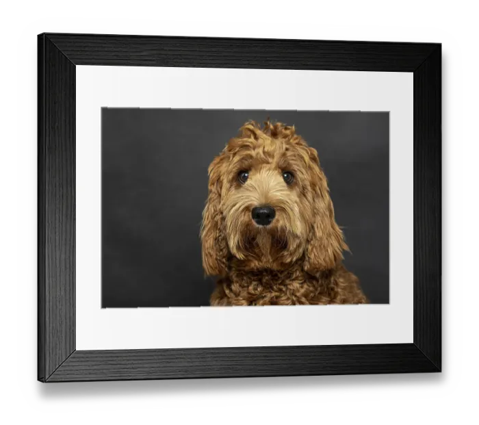 Framed Print : O Labradoodle, pedigree dog, hypoallergenic properties Framed Print : O Labradoodle, pedigree dog, hypoallergenic properties
