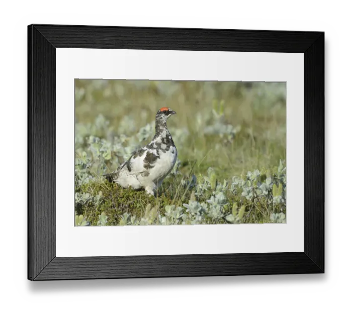 Framed Print : Rock Ptarmigan (Lagopus muta) adult male Framed Print : Rock Ptarmigan (Lagopus muta) adult male